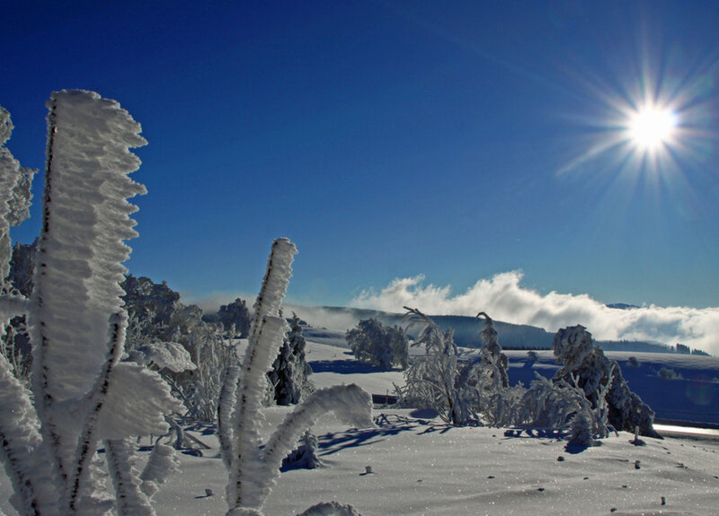 Frost-covered Plants in Snow