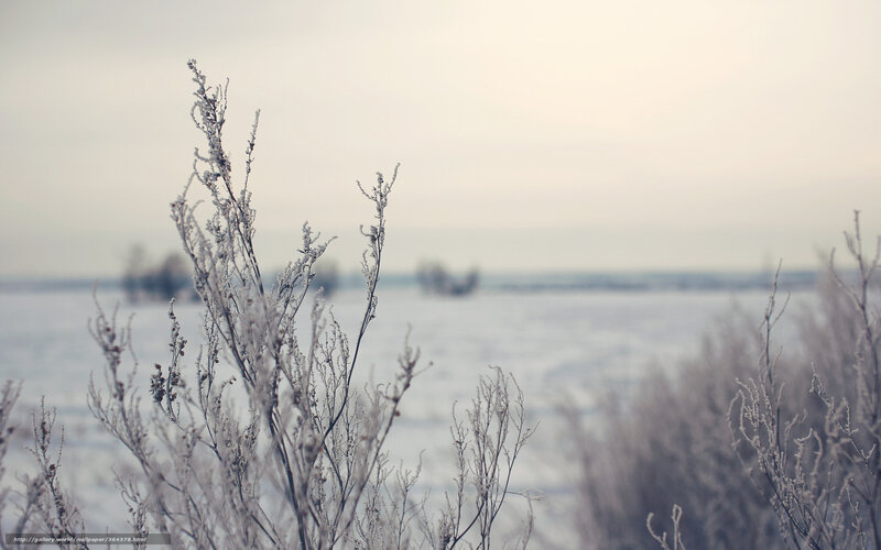 Frost-covered Plants in Snow — White