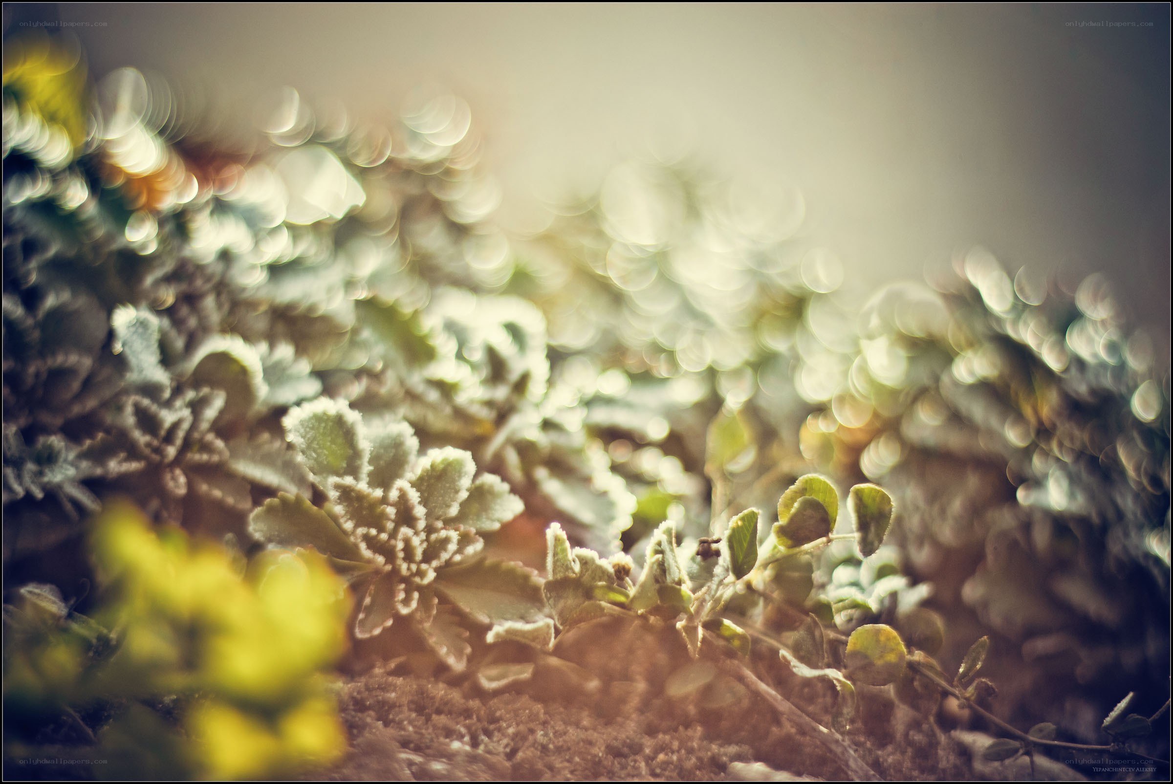 frost-covered plants in sunlight