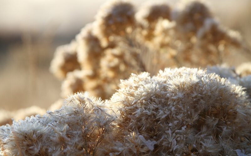 Frost-covered plants in sunlight
