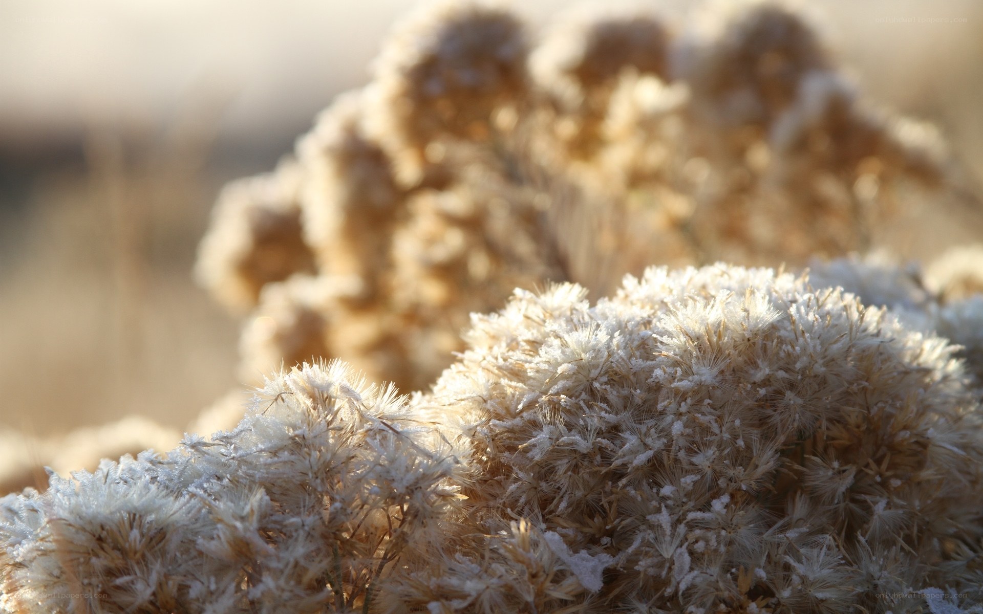 Frost-covered plants in sunlight