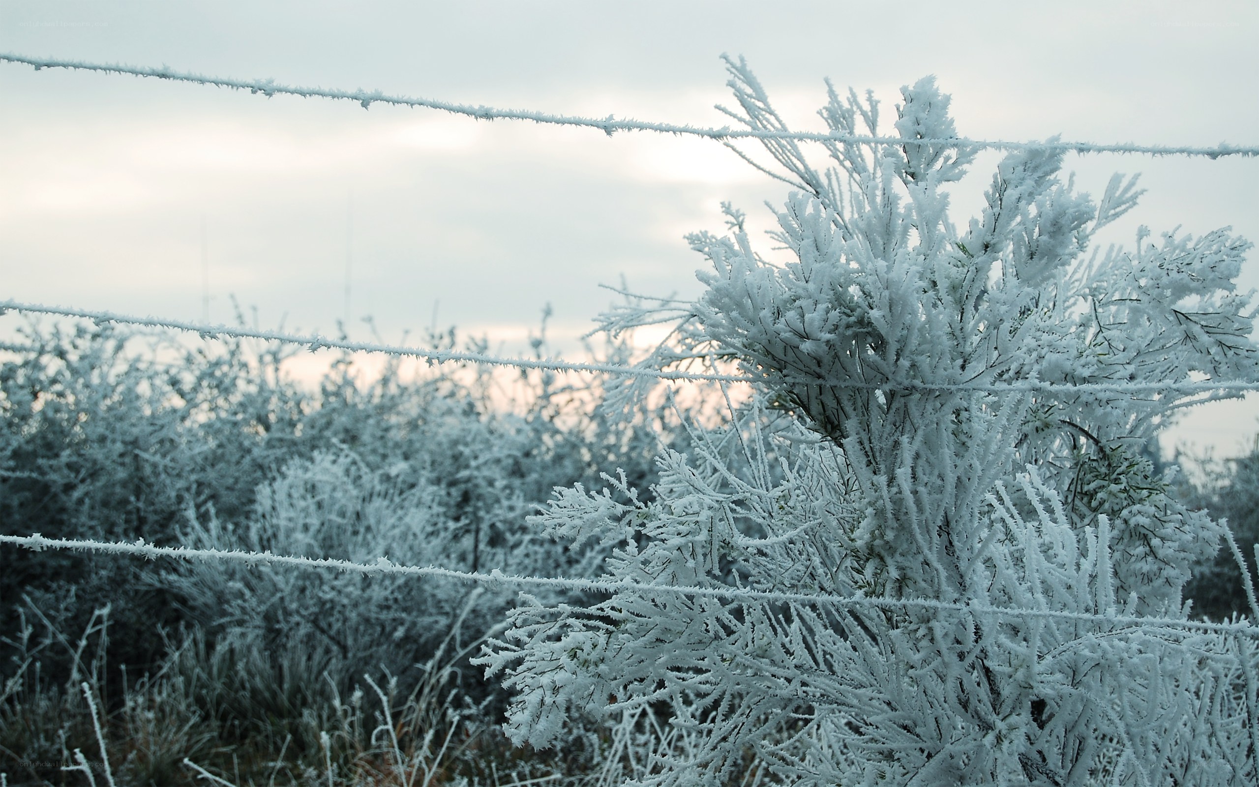 Frost-covered plants in winter
