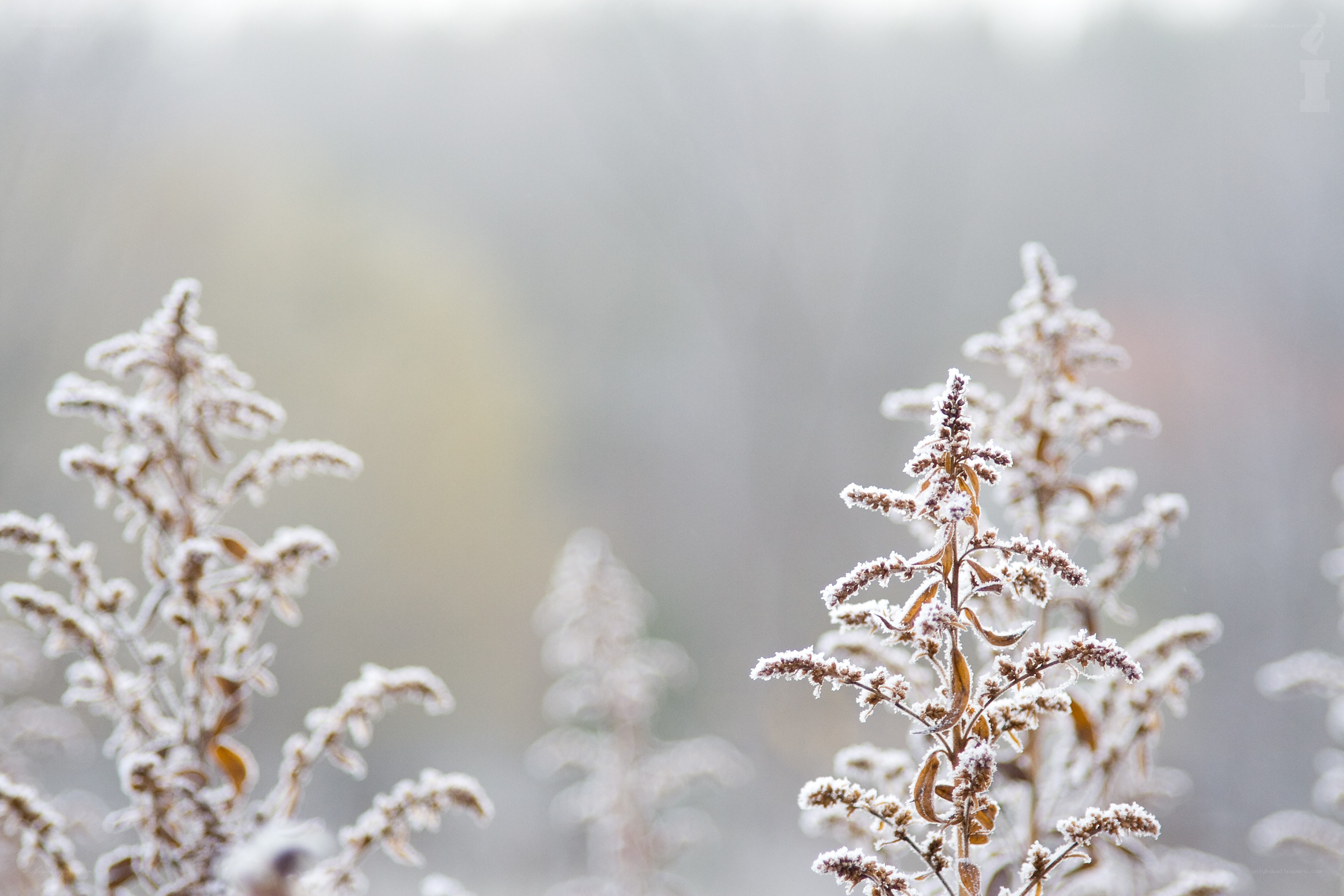 frost-covered plants in winter