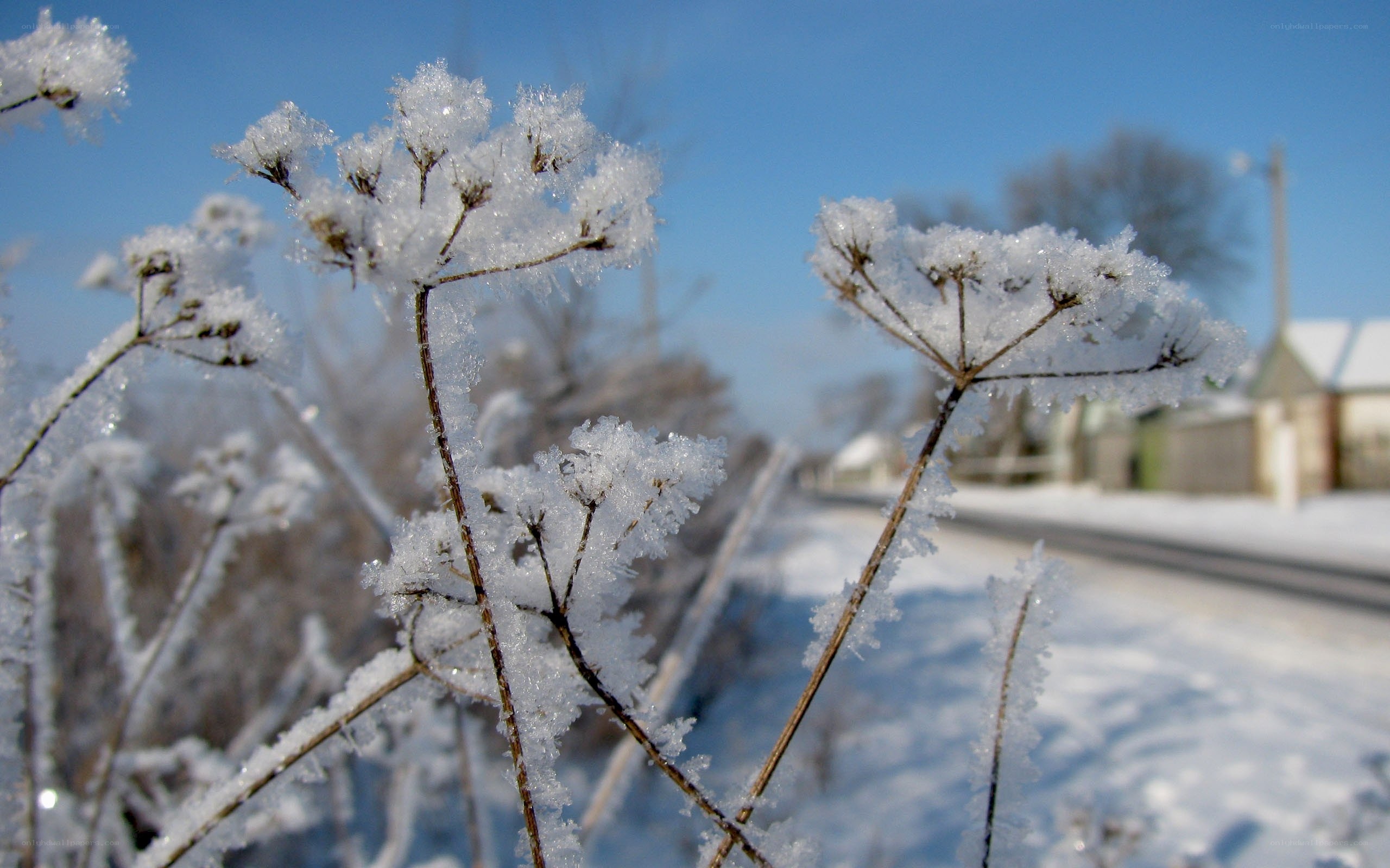frost-covered plants in winter