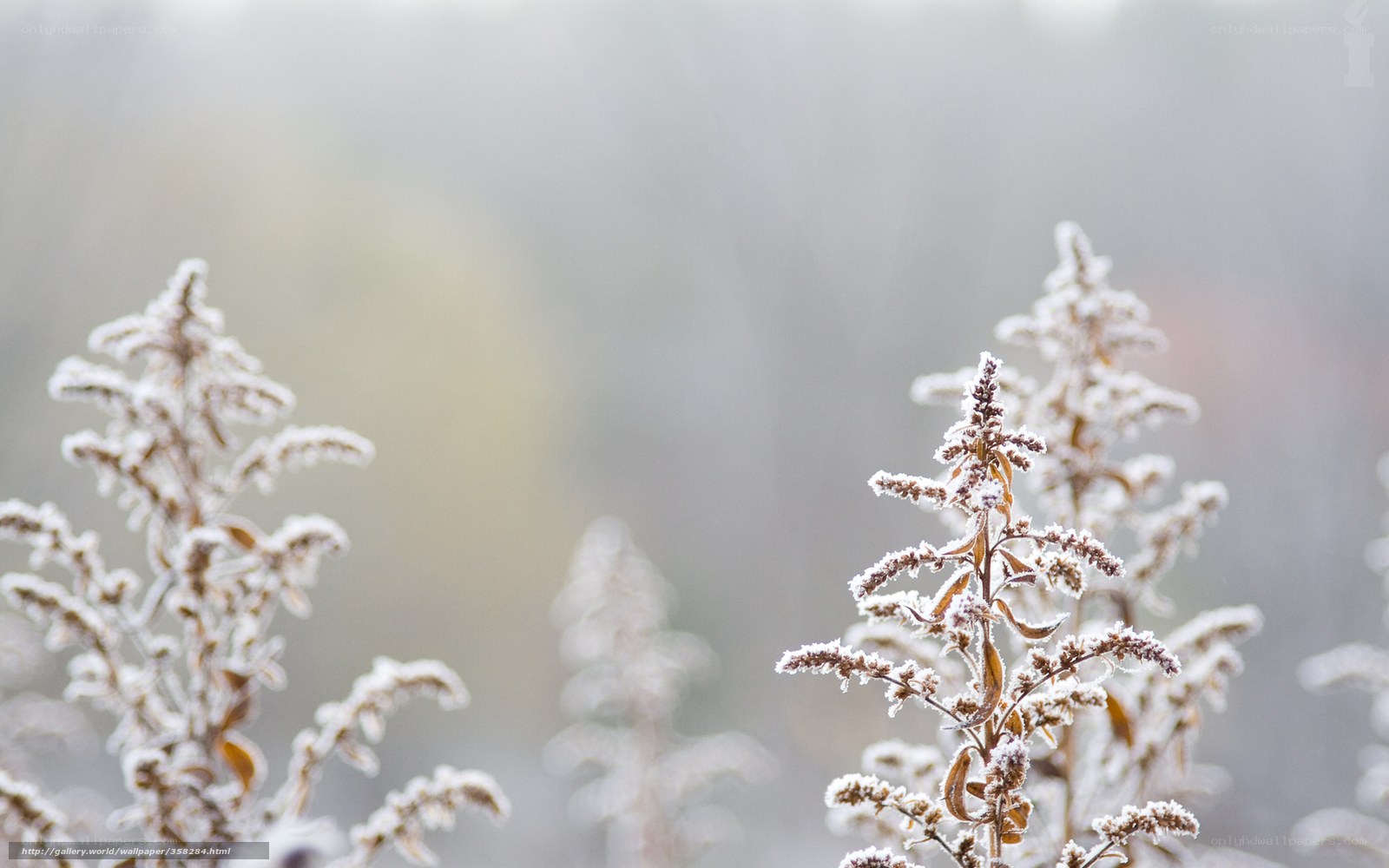 Frost-covered plants in winter