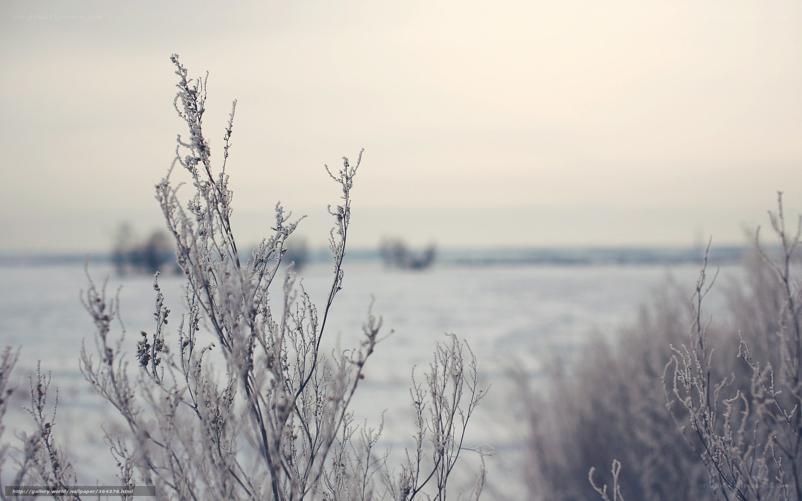 Frost-covered plants in winter