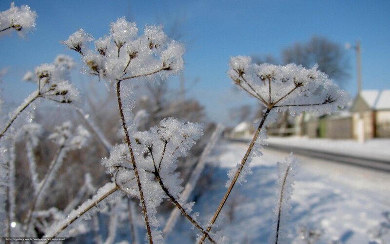 frost-covered plants in winter