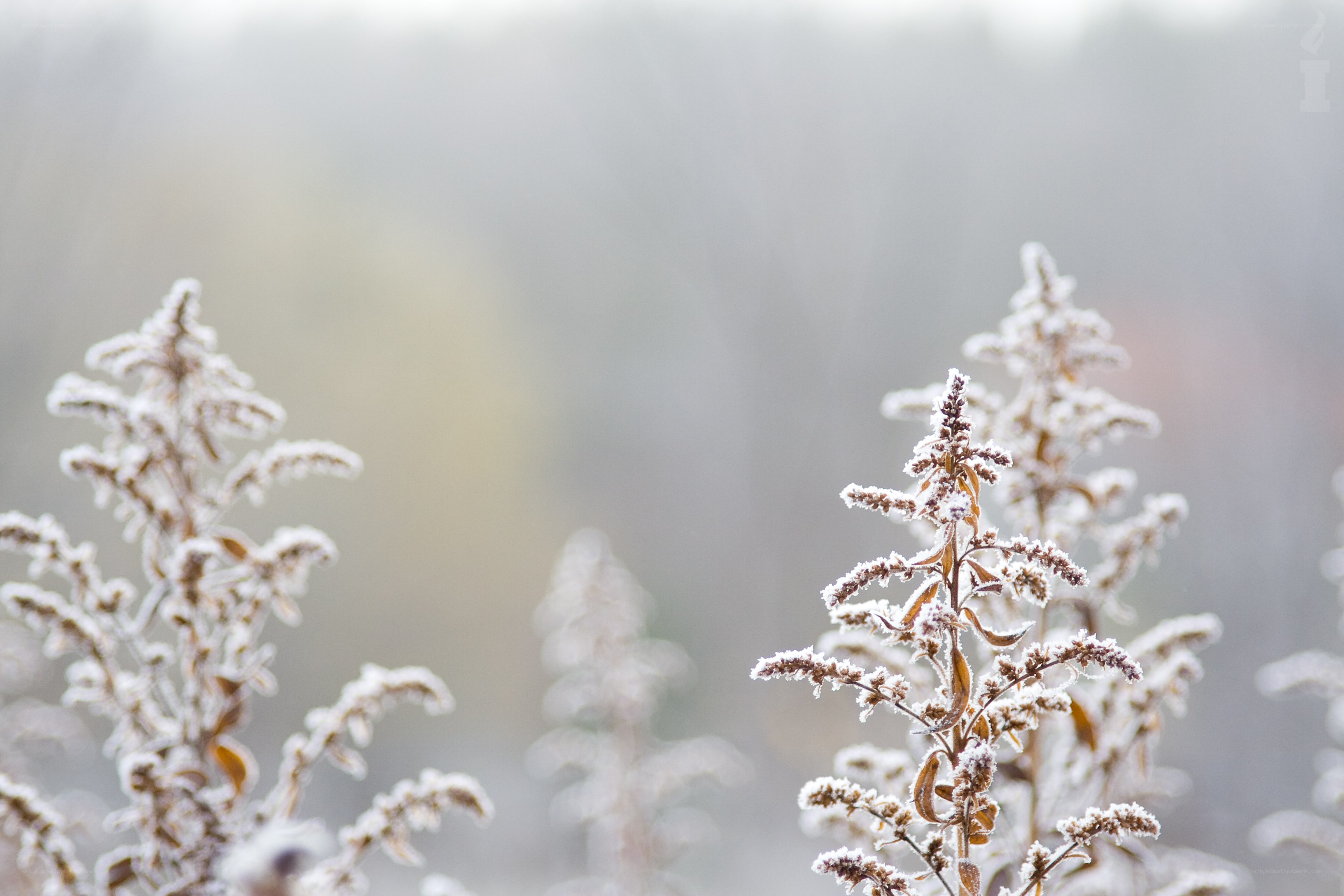Frost-covered plants in winter
