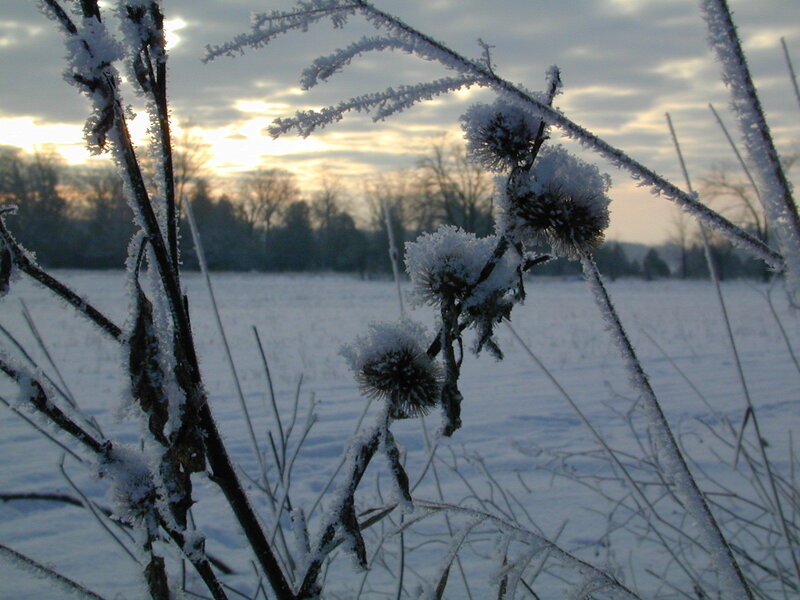 frost-covered plants in winter