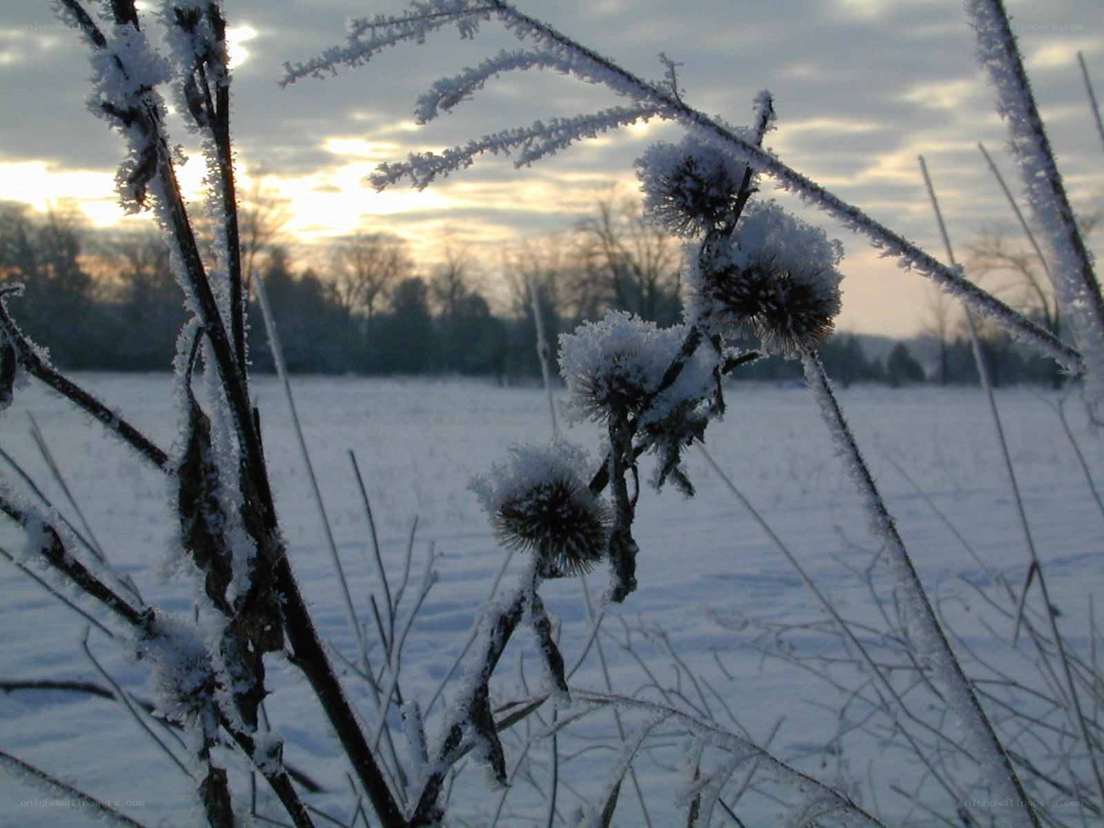 frost-covered plants in winter