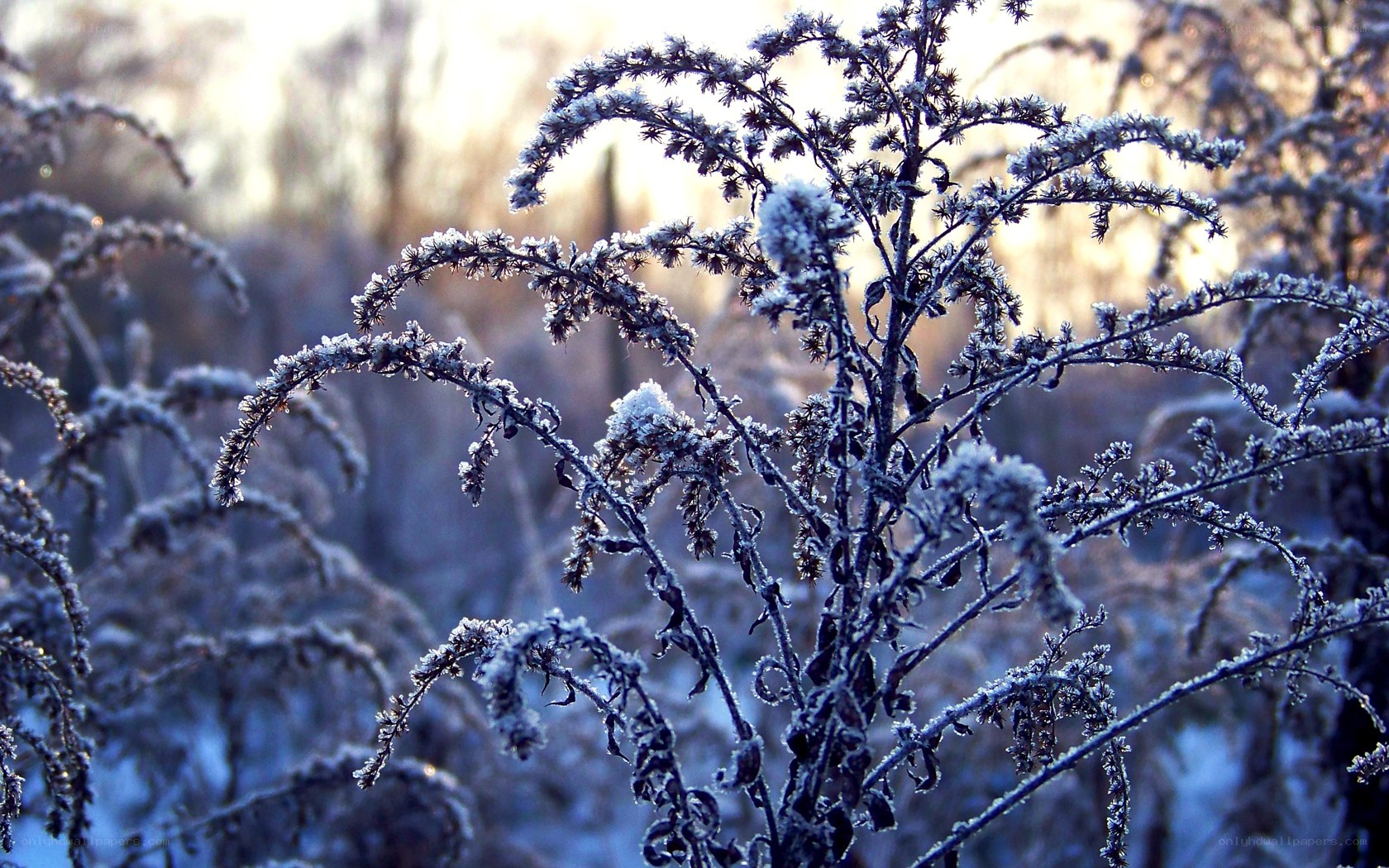 frost-covered plants in winter