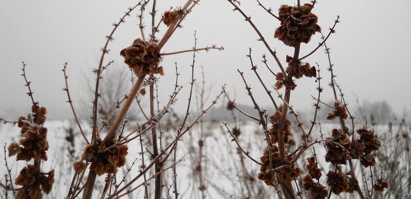 Frost-covered Plants in Winter — Brown