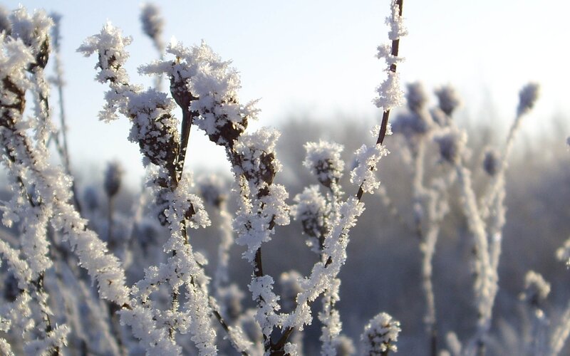 Frost-covered plants in winter