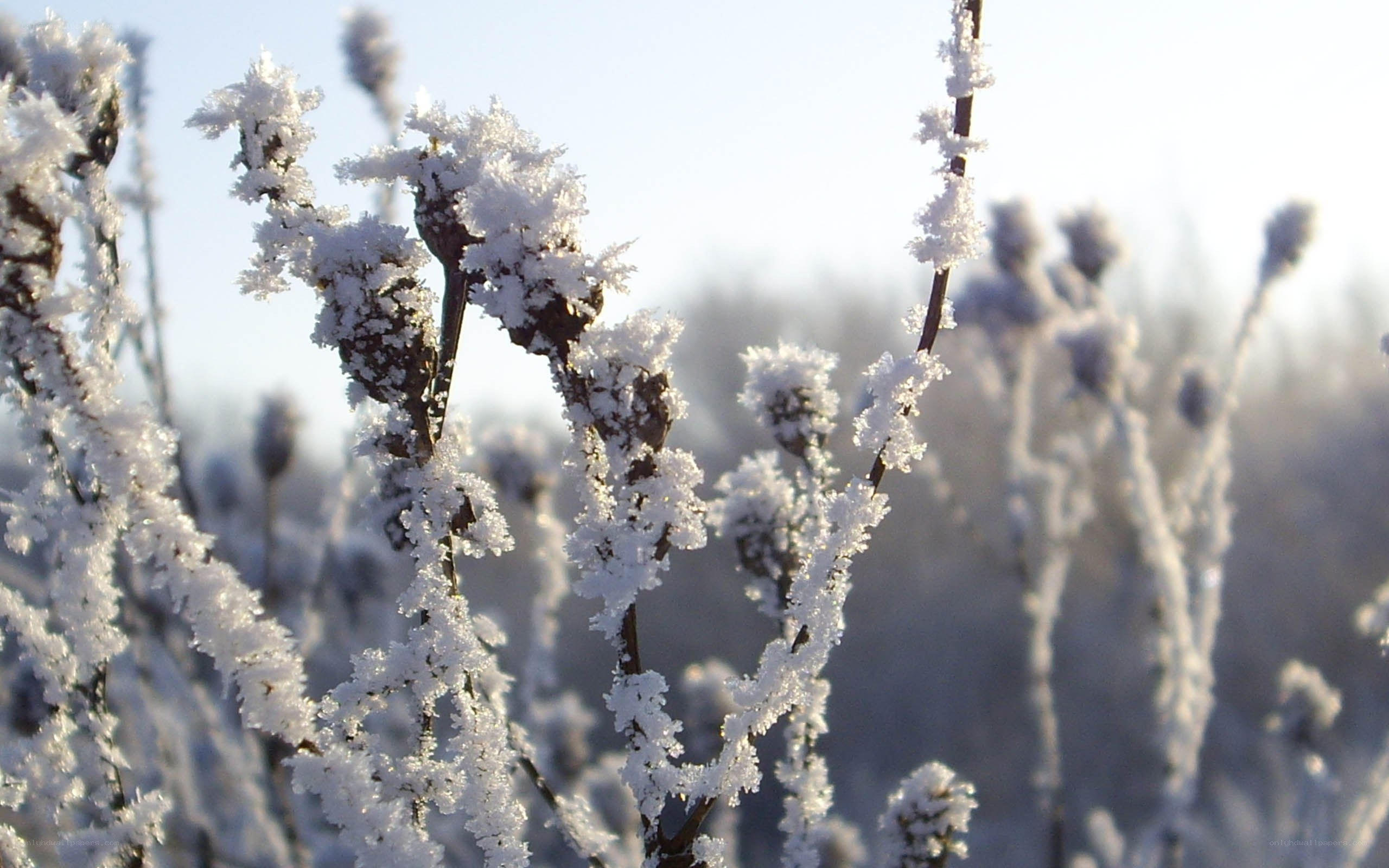 Frost-covered plants in winter