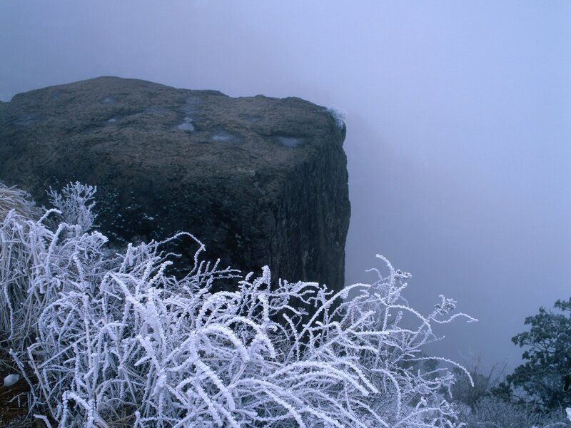 Frost-covered Plants on Rock
