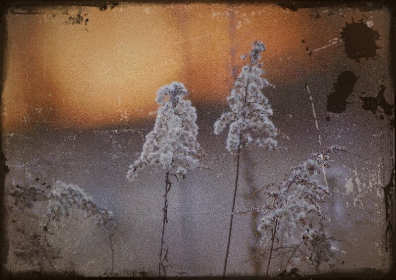 Frost-covered Plants