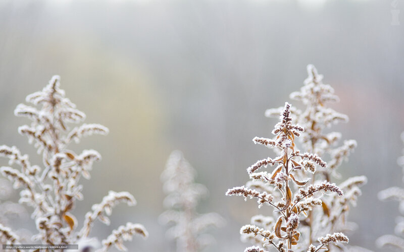Frost-covered Plants — White, Calm