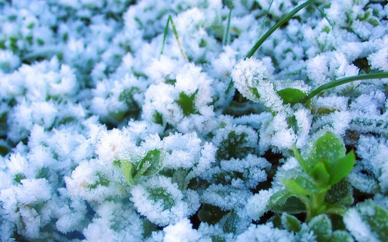 Frost-covered Plants — White, Cold