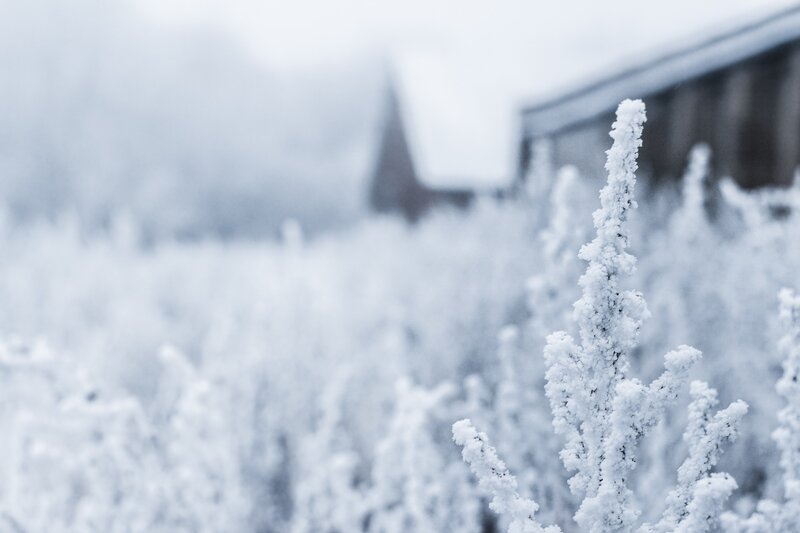 Frost-covered Plants — White, Cold, Winter, Photograph, Building, Snow