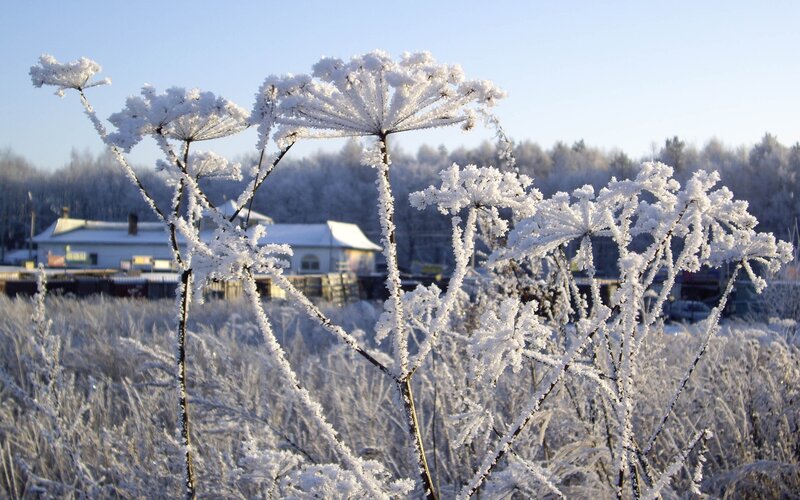 Frost-covered Plants — White, Cold, Winter, Photograph, Building