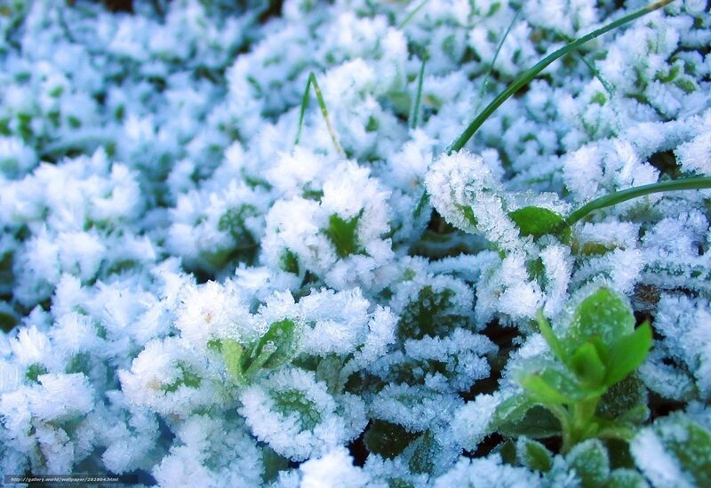 Frost-covered Plants — White, Cold, Winter, Photograph, Grass