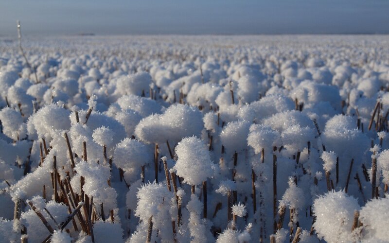 Frost-covered Plants — White, Cold, Winter, Photograph, Snow, Sky