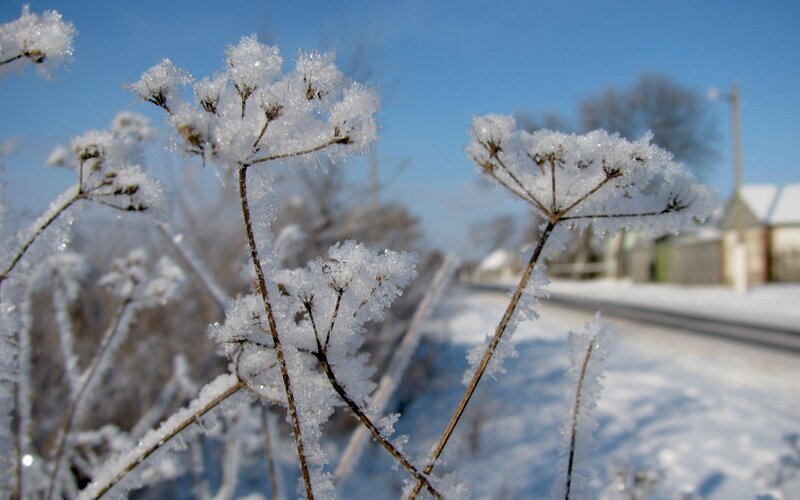 Frost-covered Plants — White, Cold, Winter, Photograph, Snow