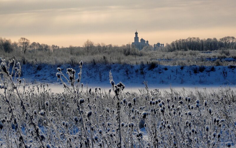 Frost-covered Plants — White, Serene