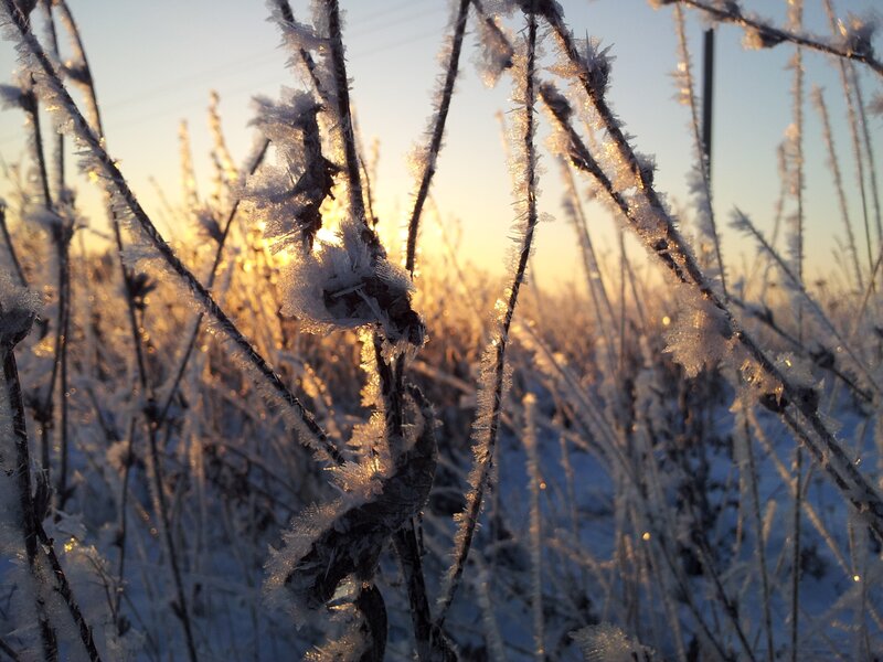 Frost-covered Plants — White, Serene, Winter