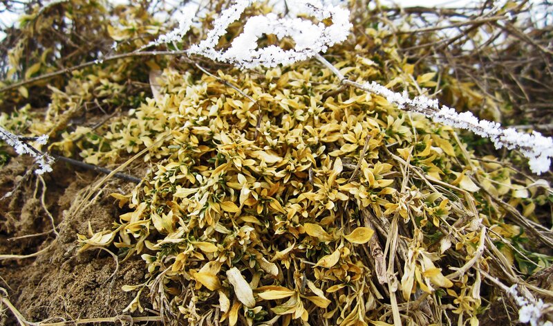 Frost-covered Plants — Yellow