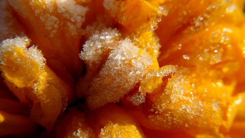 Frost-covered Pumpkin