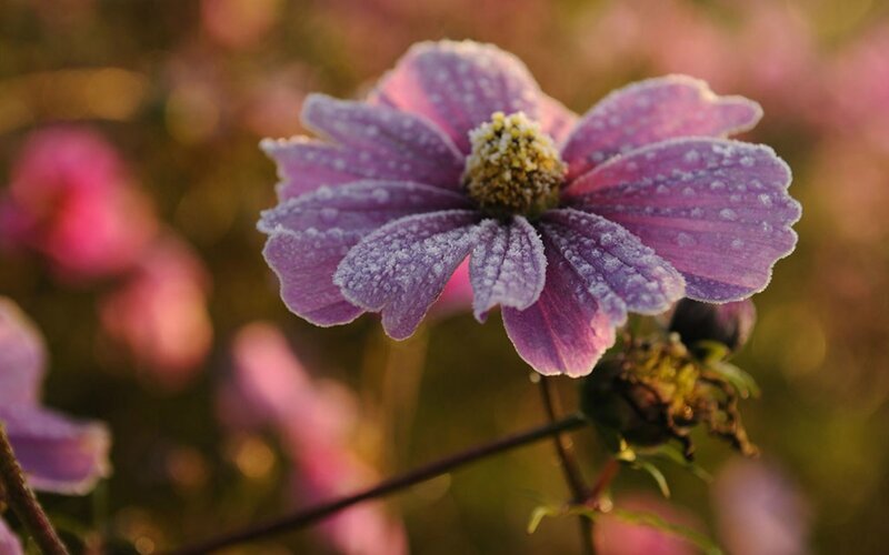 Frost-covered Purple Flower — Serene