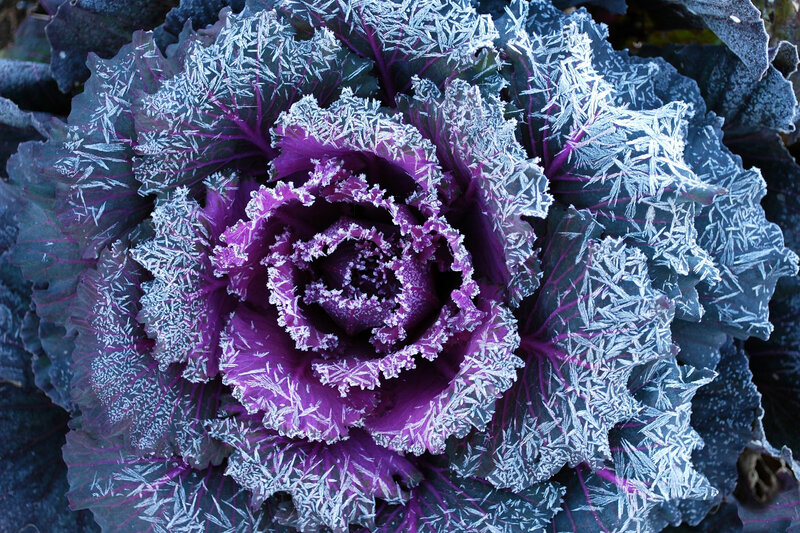 Frost-covered Purple Kale — Cold, Winter
