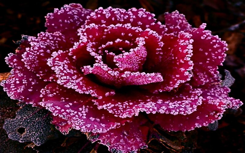 Frost-covered Purple Kale — Dramatic