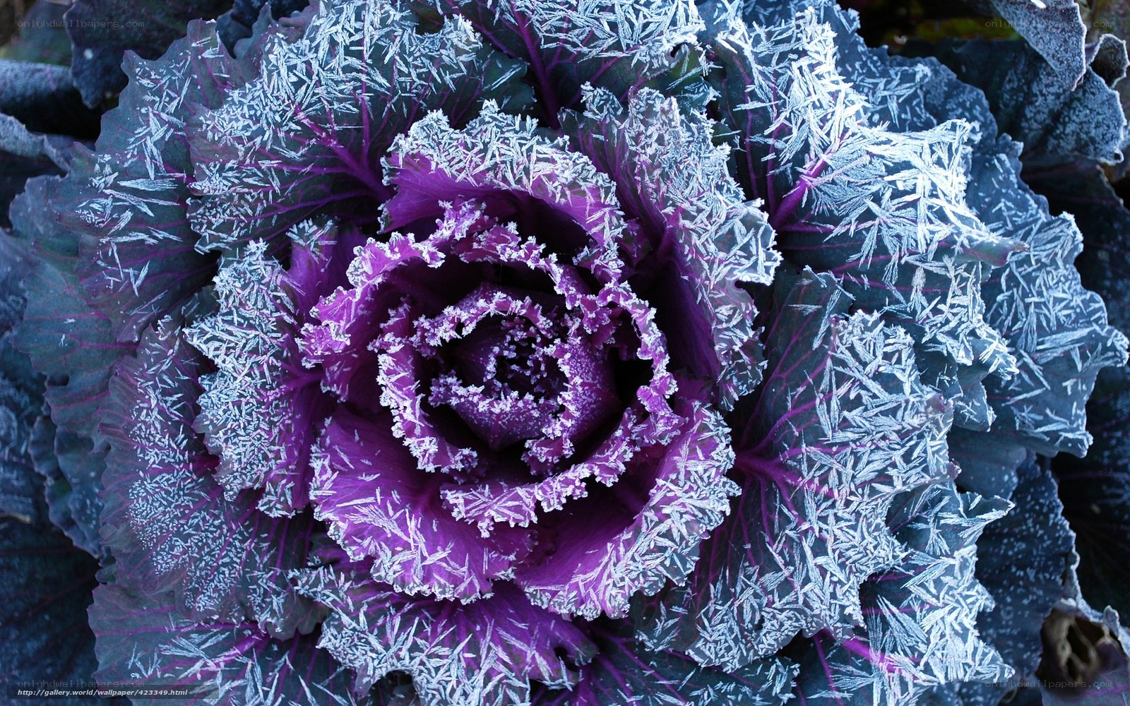Frost-covered purple kale
