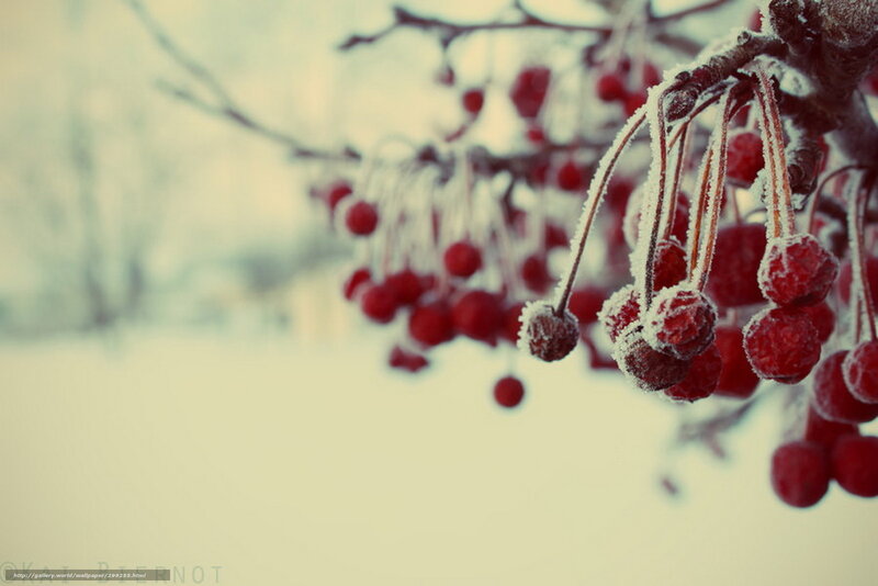 Frost-covered Red Berries — Cold