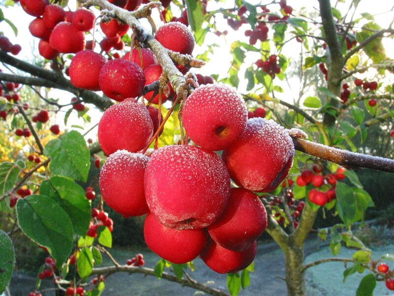 Frost-covered Red Berries