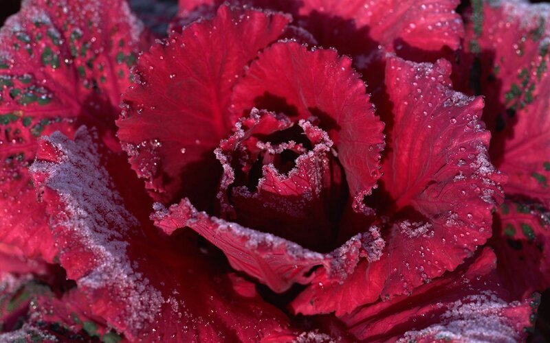 frost-covered red cabbage