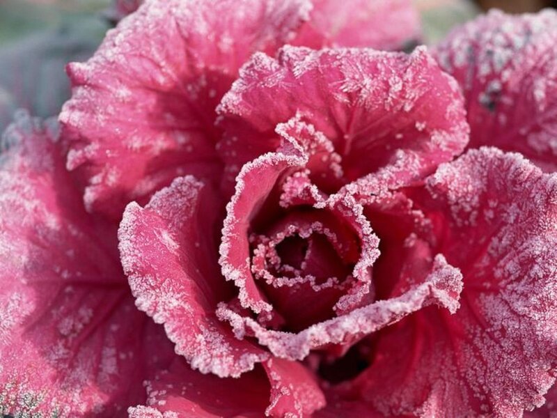 Frost-covered Red Cabbage — Cold