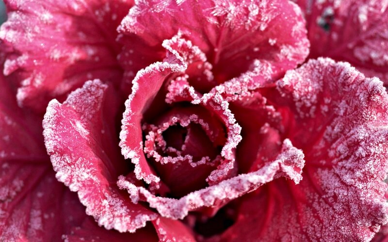 Frost-covered Red Cabbage — Cold, Winter, Photograph