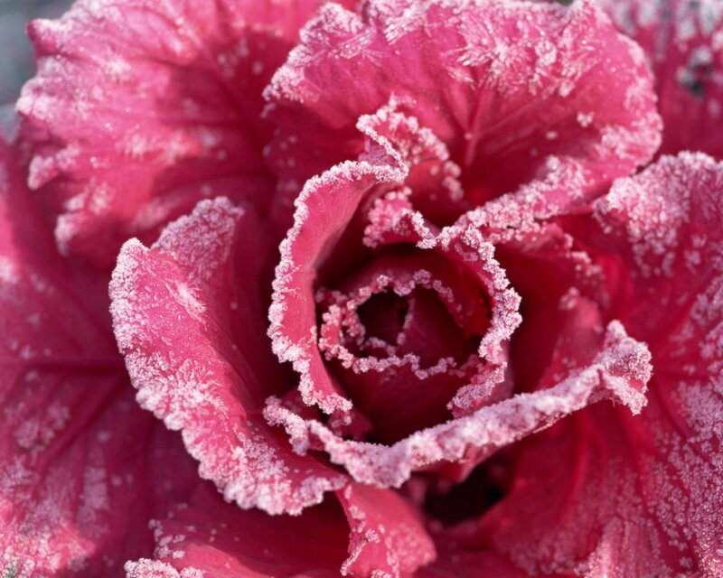 Frost-covered Red Cabbage — Cold, Winter