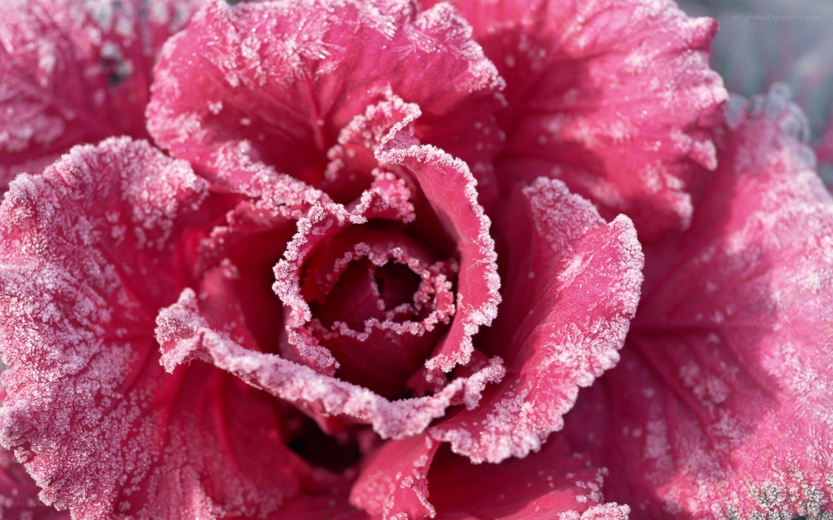 frost-covered red cabbage