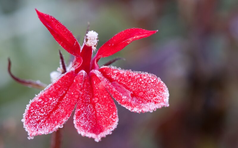 Frost-covered Red Flower