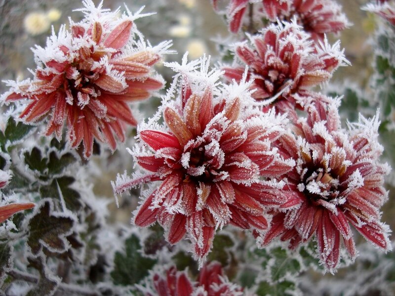 frost-covered red flowers