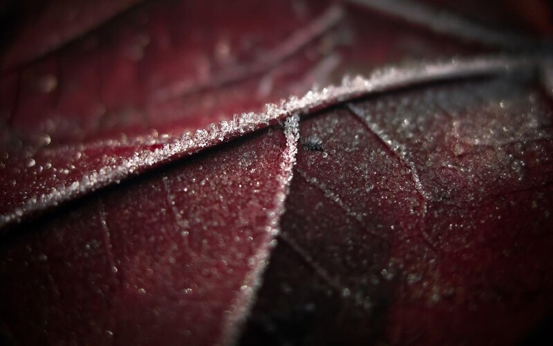 Frost-covered Red Leaf — Dramatic