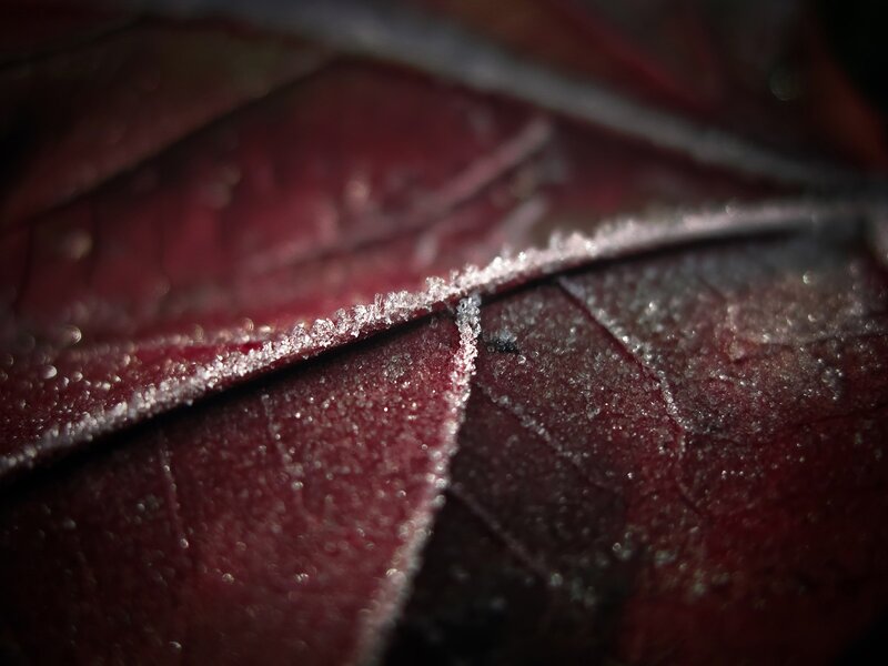 Frost-covered Red Leaf — Dramatic, Winter, Photograph, Frost, Leaf Veins