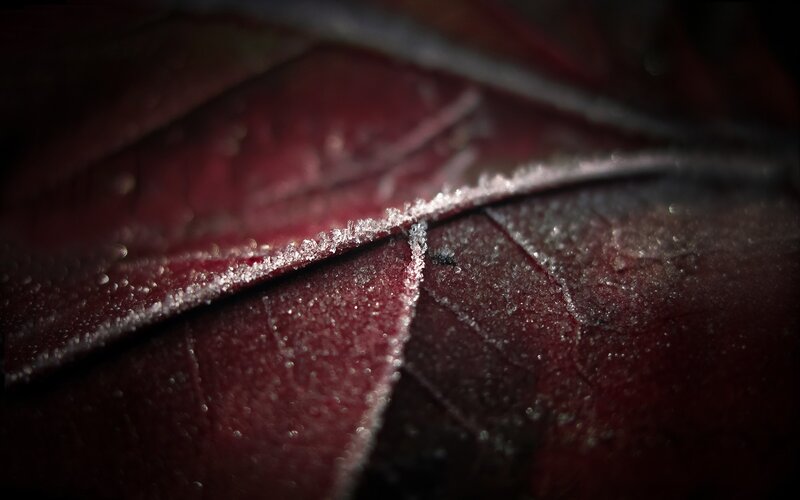 Frost-covered Red Leaf — Dramatic, Winter