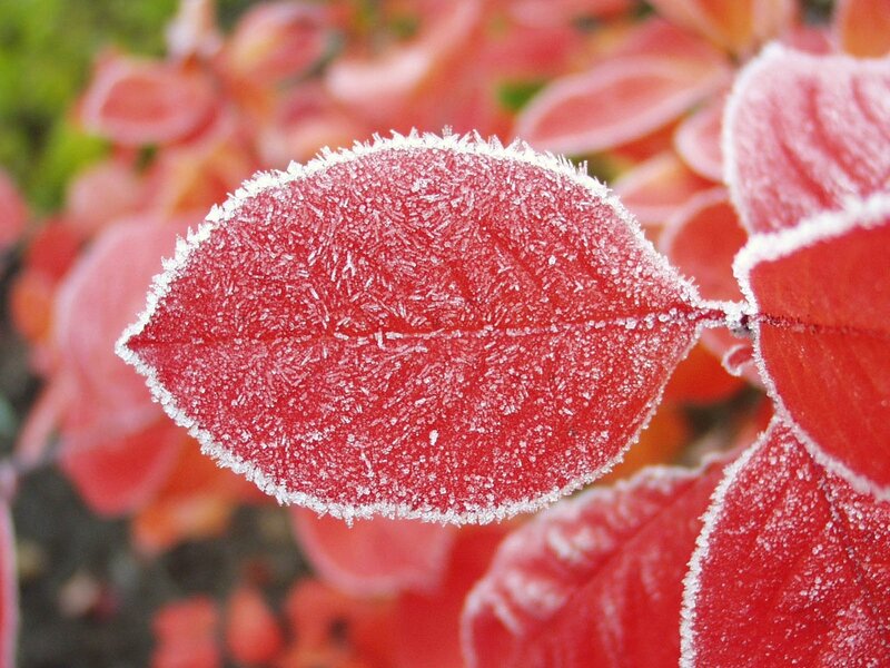 frost-covered red leaf
