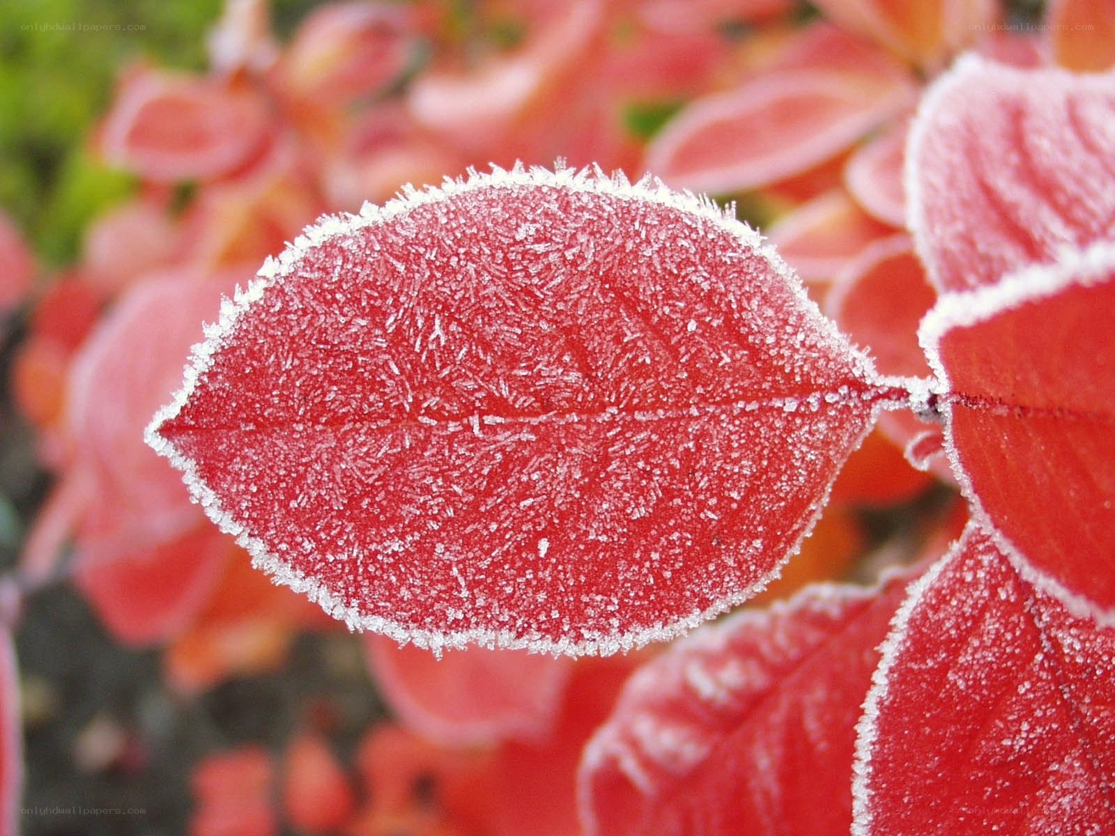 frost-covered red leaf