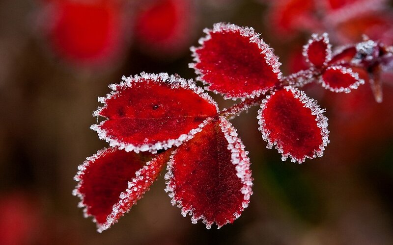 frost-covered red leaves